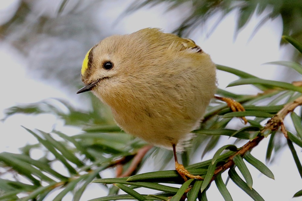 - Wintergoldhähnchen -