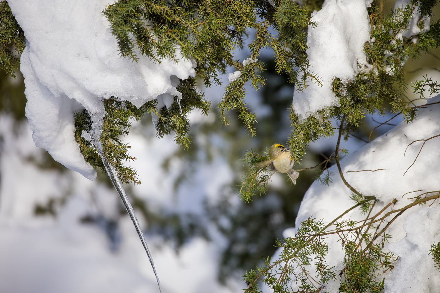 Wintergoldhähnchen