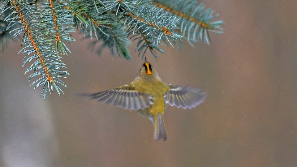 Wintergoldhähnchen