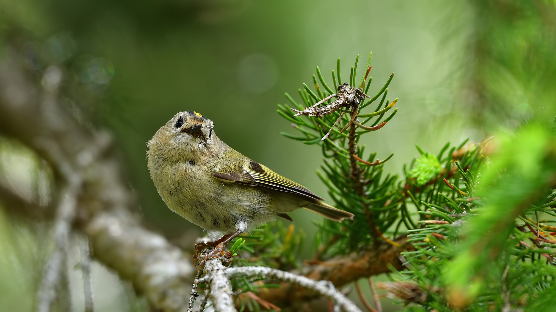 Wintergoldhähnchen