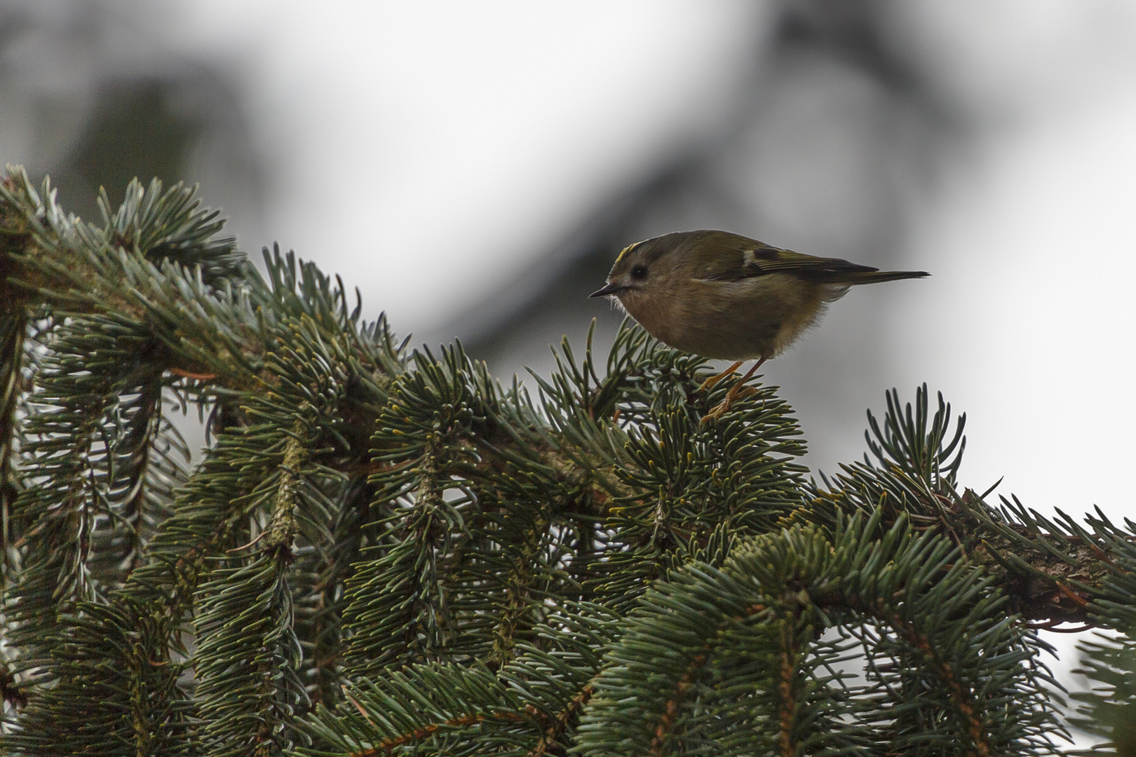 Wintergoldhähnchen