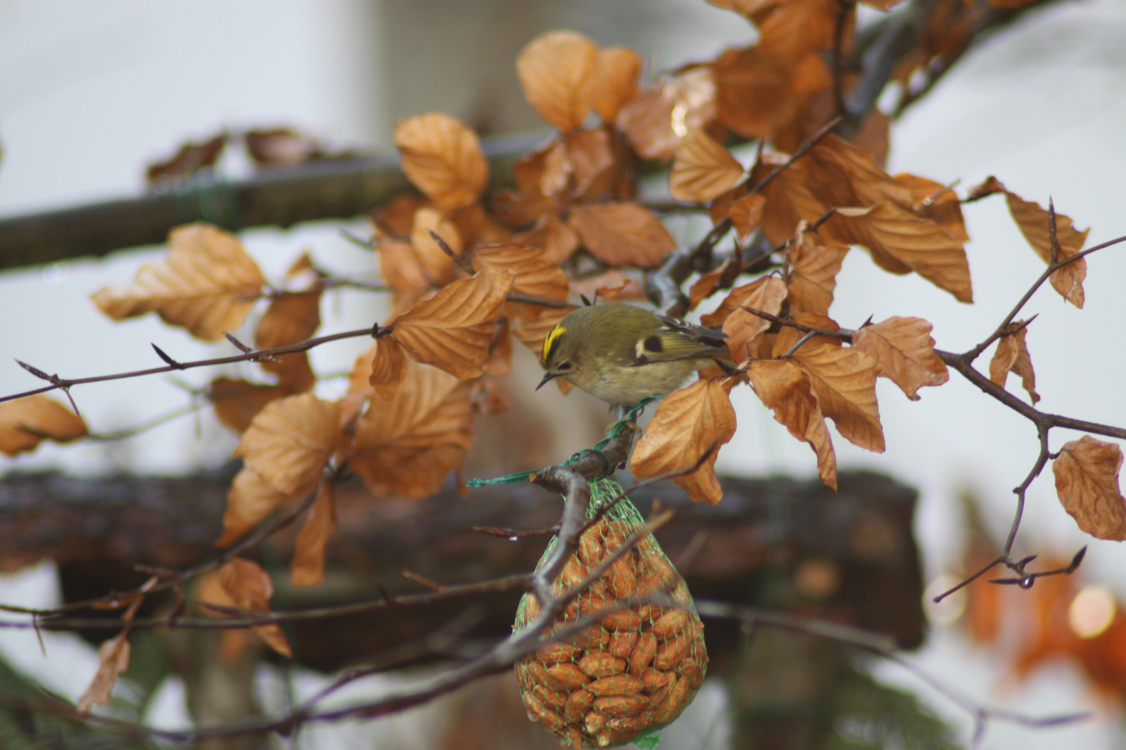 Wintergoldhähnchen