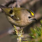 WINTERGOLDHÄHNCHEN