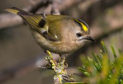 WINTERGOLDHÄHNCHEN