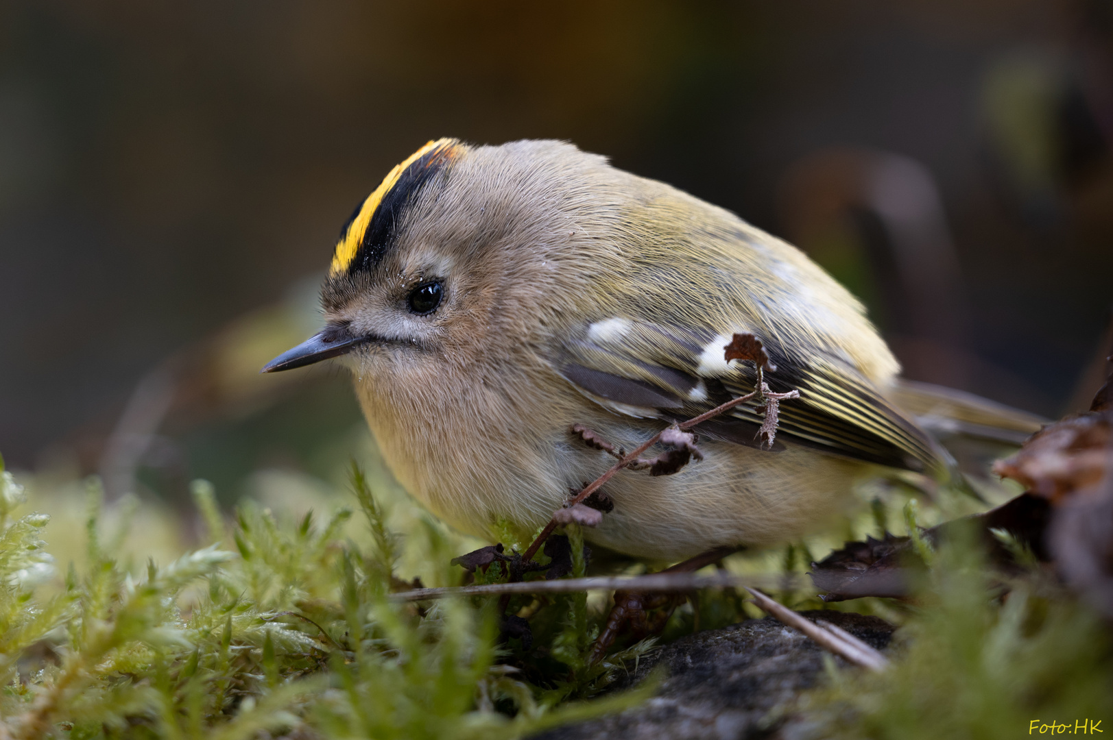 Wintergoldhähnchen