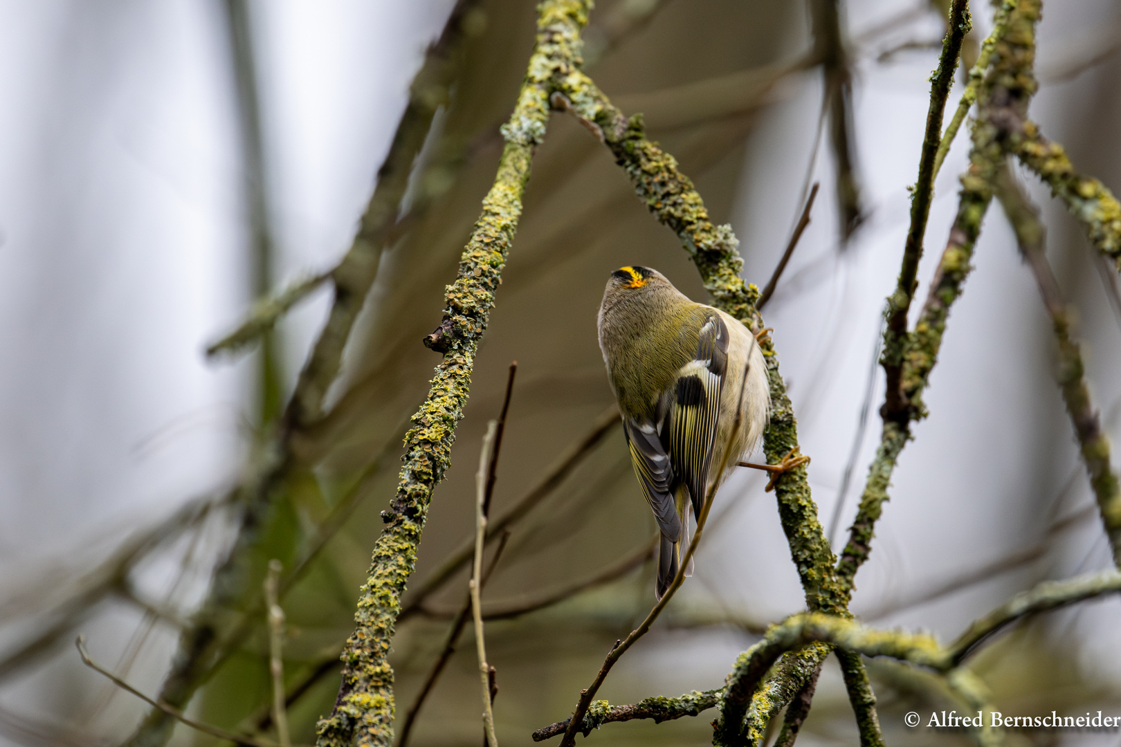 Wintergoldhähnchen