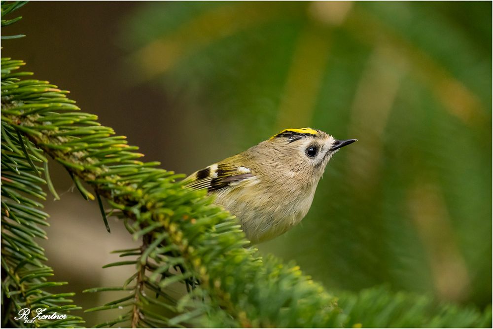 Wintergoldhähnchen