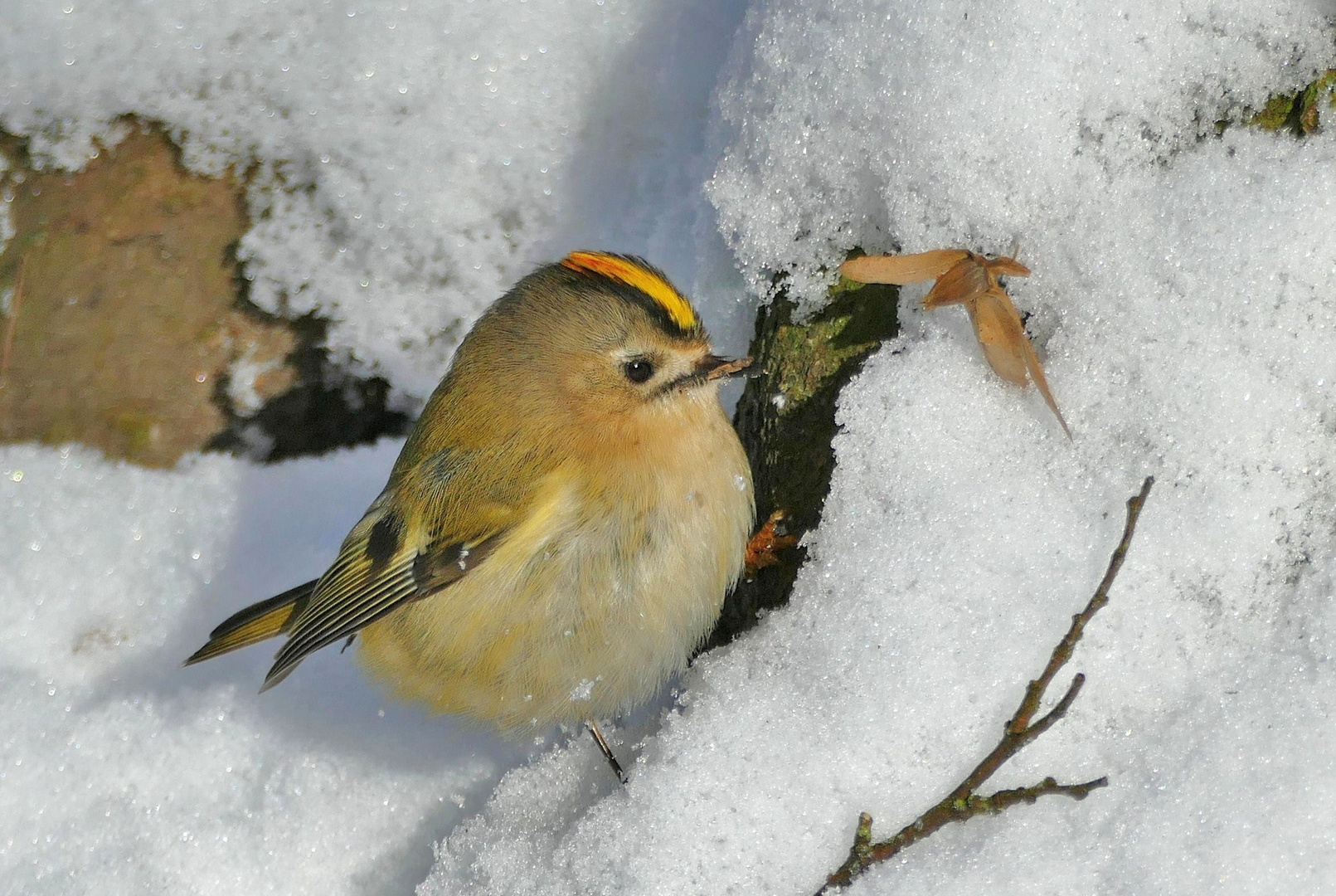 Wintergoldhähnchen