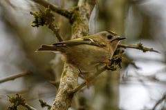 Wintergoldhähnchen