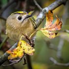 "WINTERGOLDHÄHNCHEN"