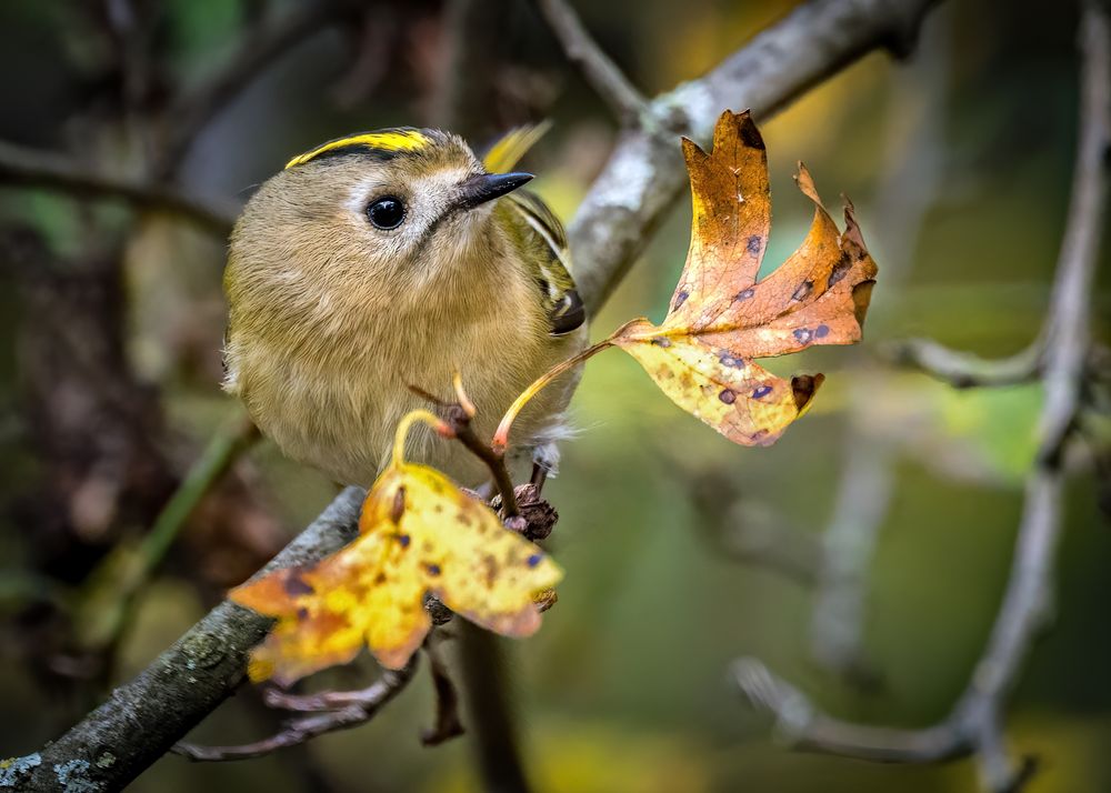 "WINTERGOLDHÄHNCHEN"