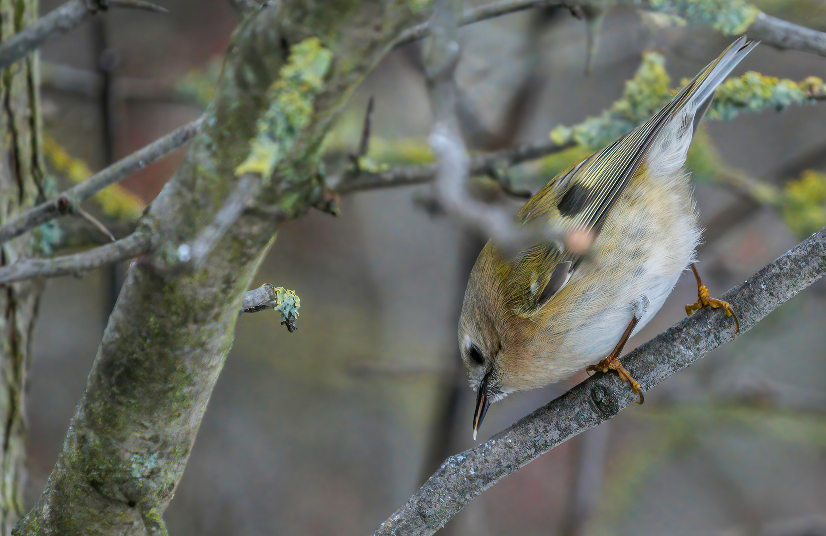 "WINTERGOLDHÄHNCHEN"