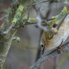 "WINTERGOLDHÄHNCHEN"