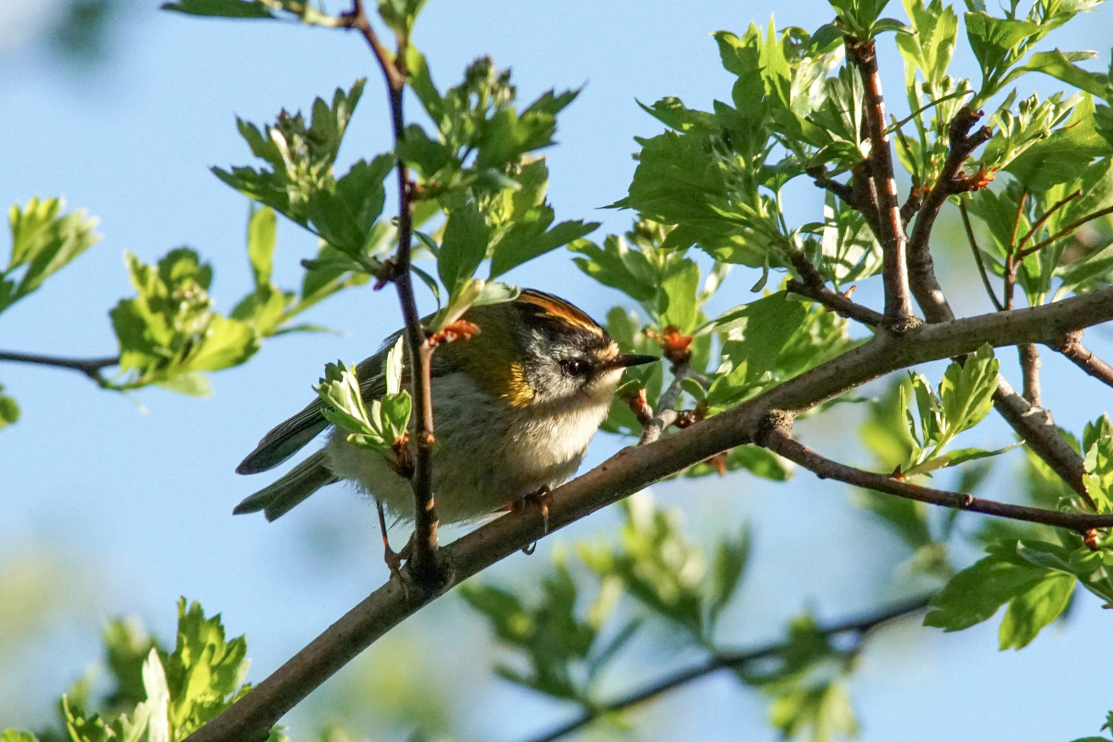 Wintergoldhähnchen