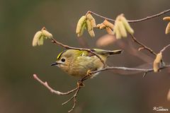 Wintergoldhähnchen