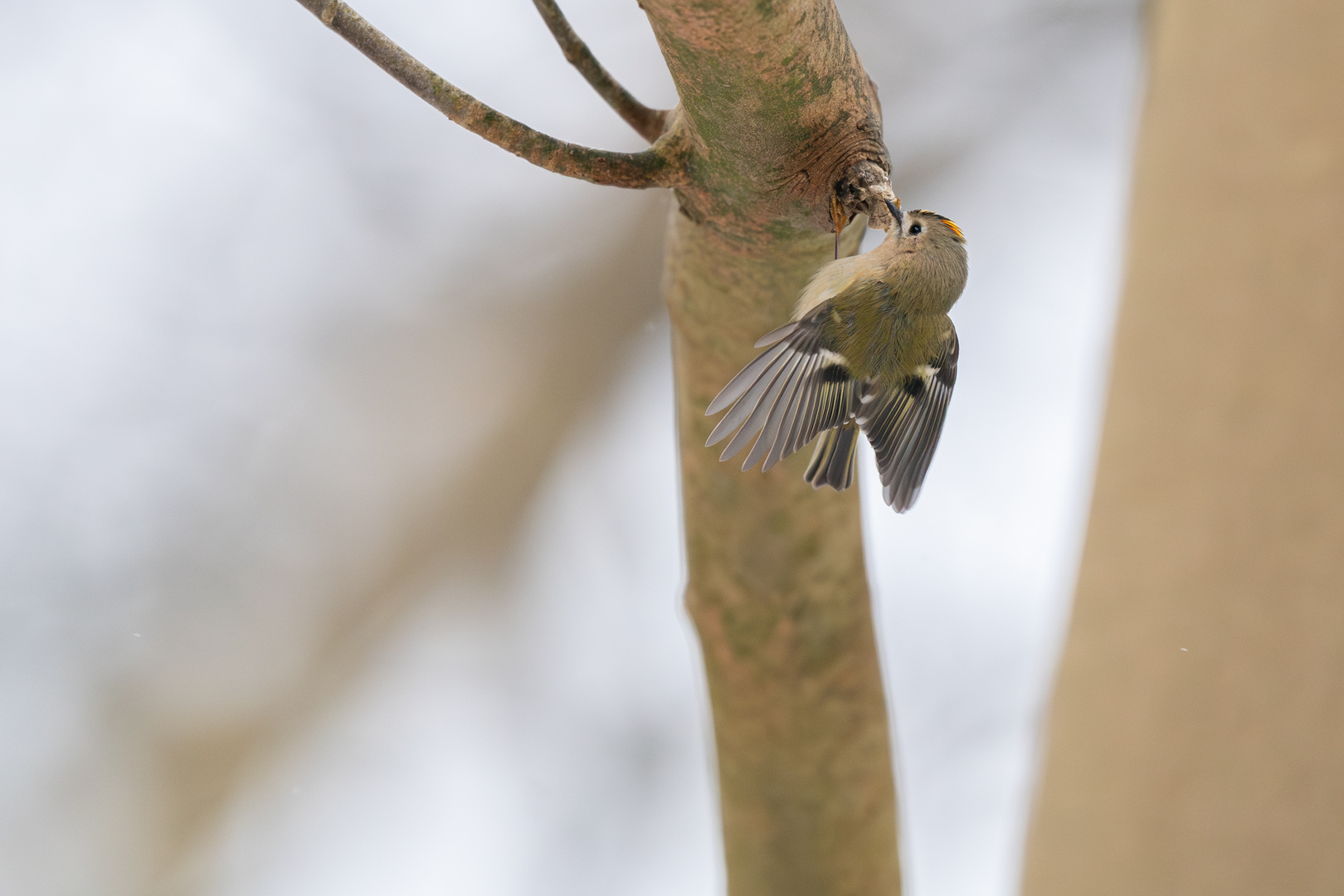 Wintergoldhähnchen