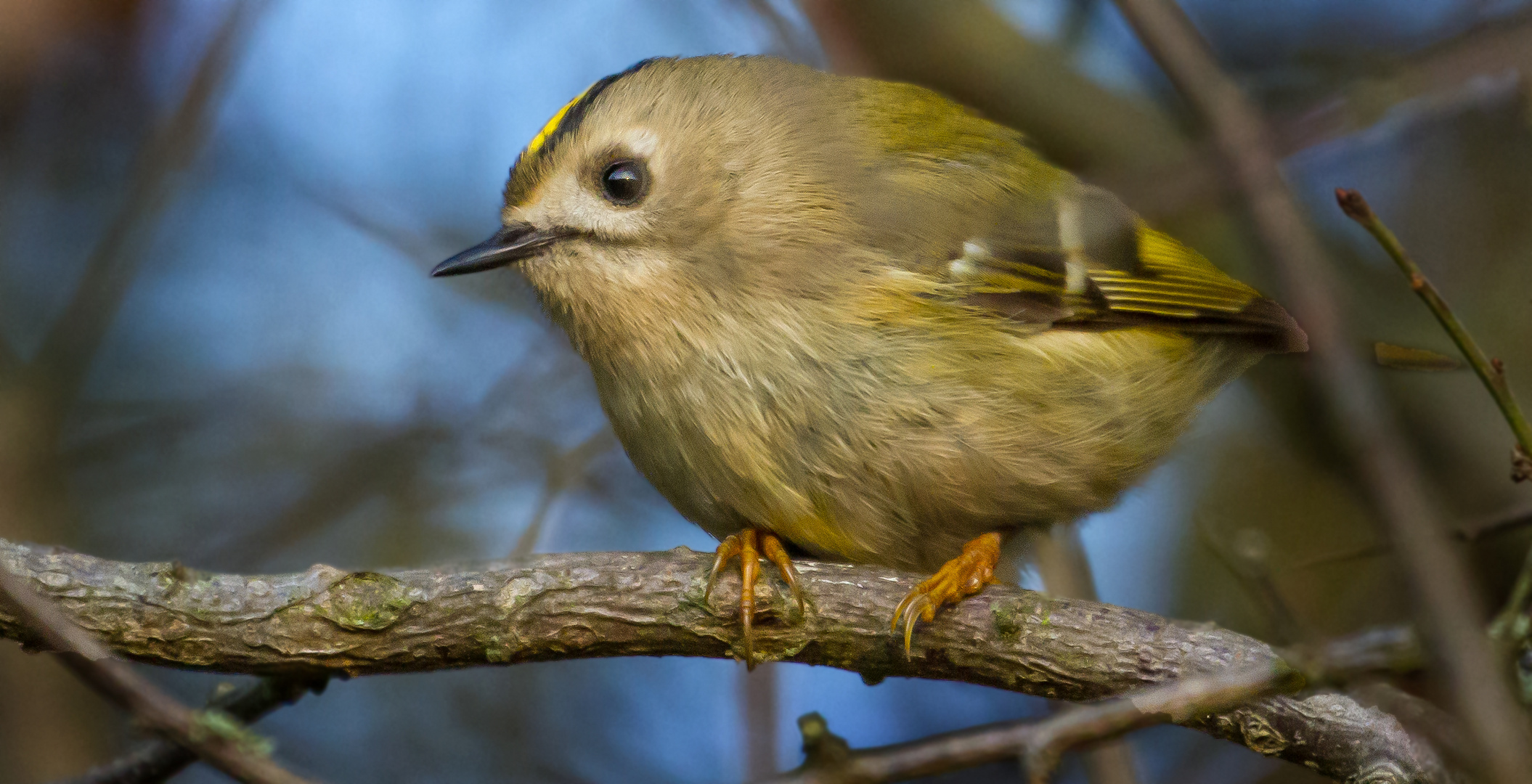 Wintergoldhähnchen