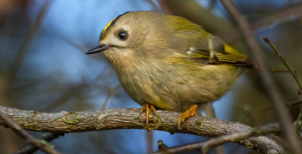 Wintergoldhähnchen