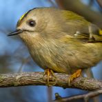 Wintergoldhähnchen