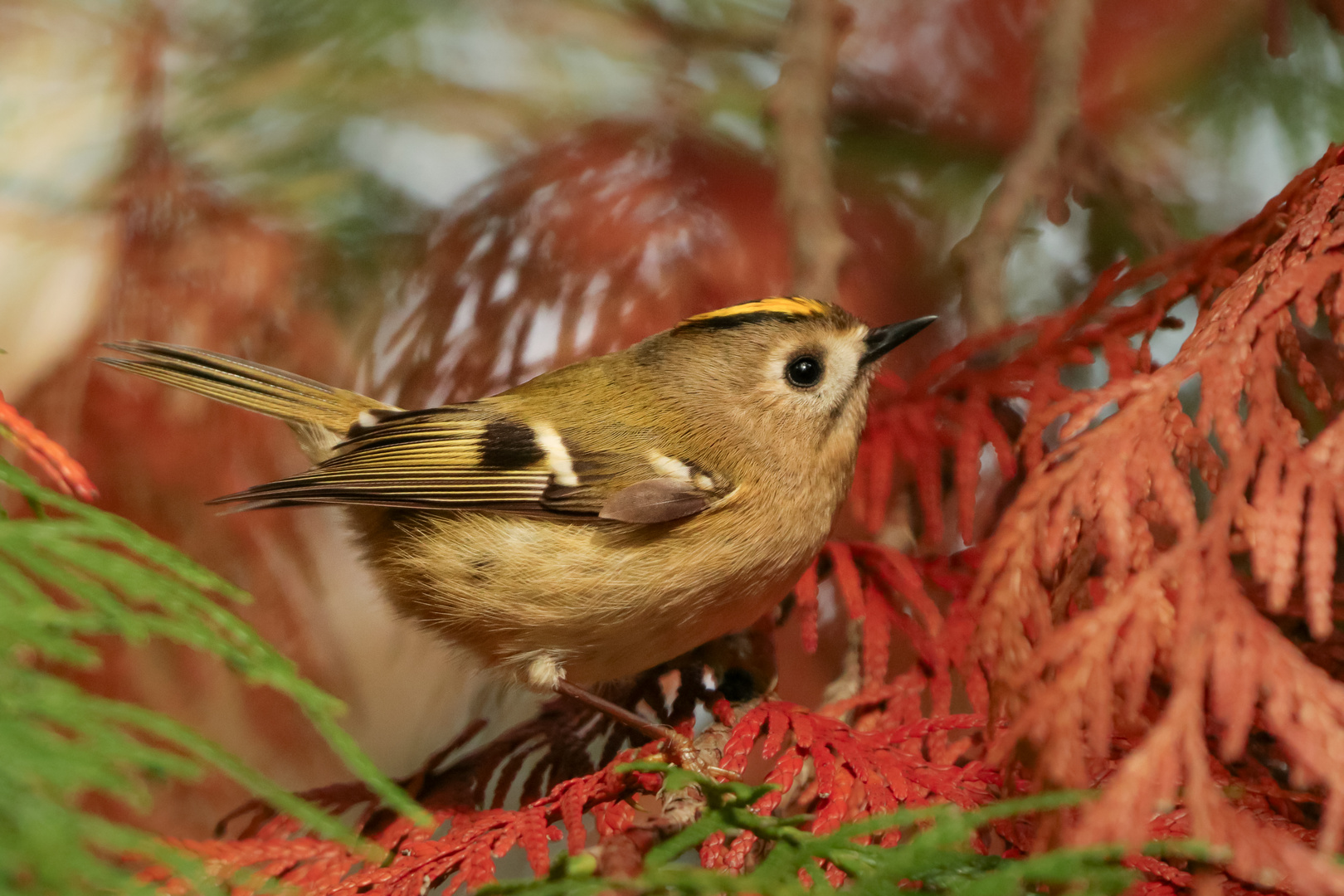 Wintergoldhähnchen