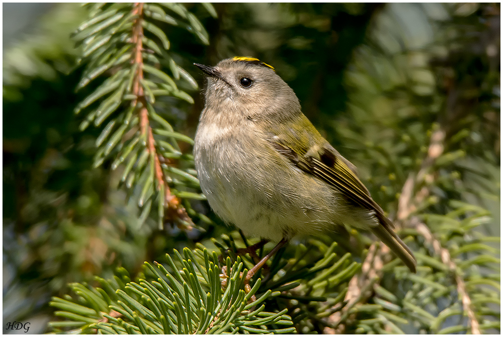 Wintergoldhähnchen