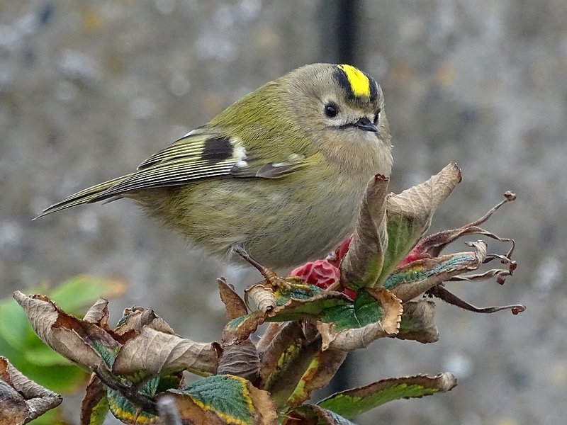 Wintergoldhähnchen