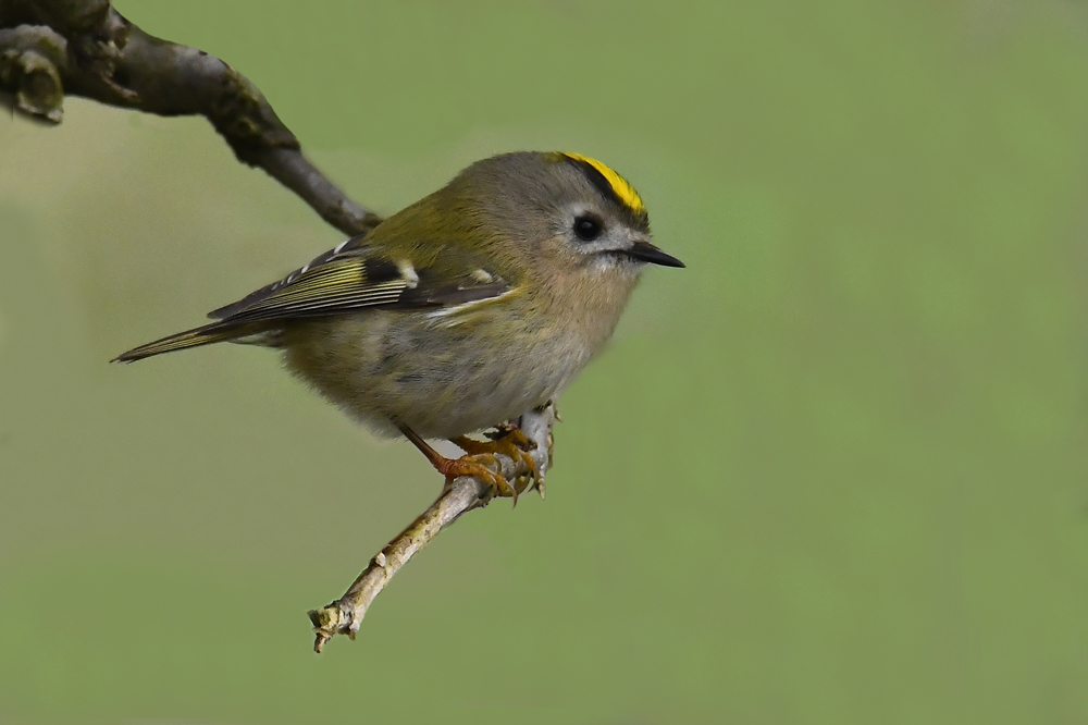 Wintergoldhähnchen 