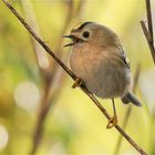 Wintergoldhähnchen ganz nah  .....