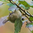 Wintergoldhähnchen, Goldcrest, Helgoland 10.2018_UHS_8159