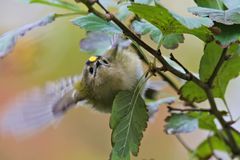 Wintergoldhähnchen, Goldcrest, Helgoland 10.2018_UHS_8159