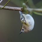 Wintergoldhähnchen hängt ab