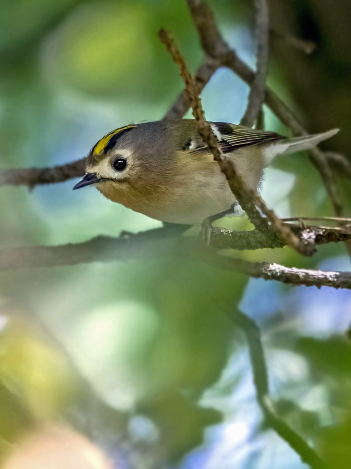 "Wintergoldhähnchen" - hat nix mit einem Brathendl zu tun. (ISO 1600)