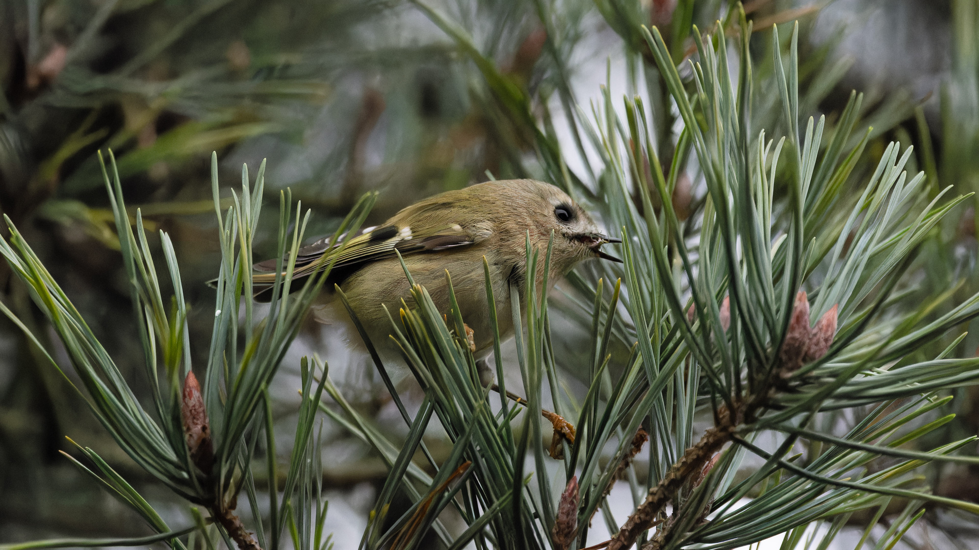 Wintergoldhähnchen I