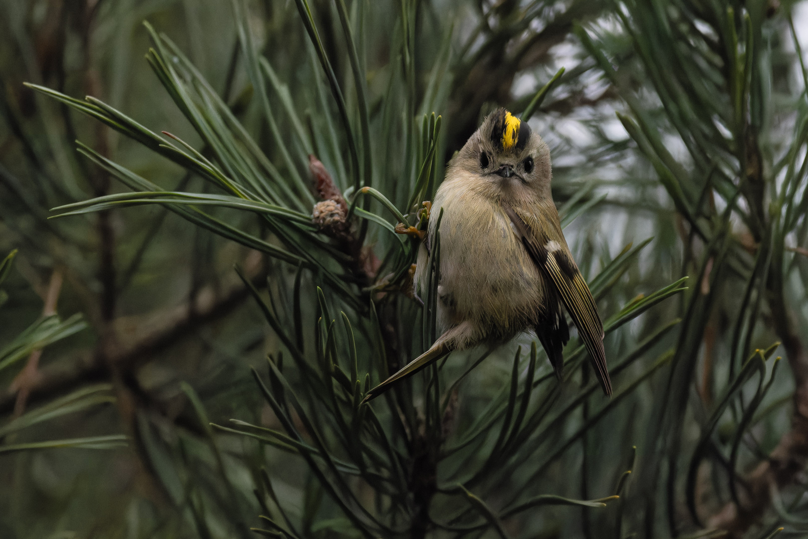 Wintergoldhähnchen II