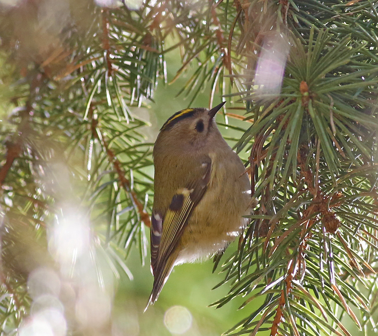 Wintergoldhähnchen II