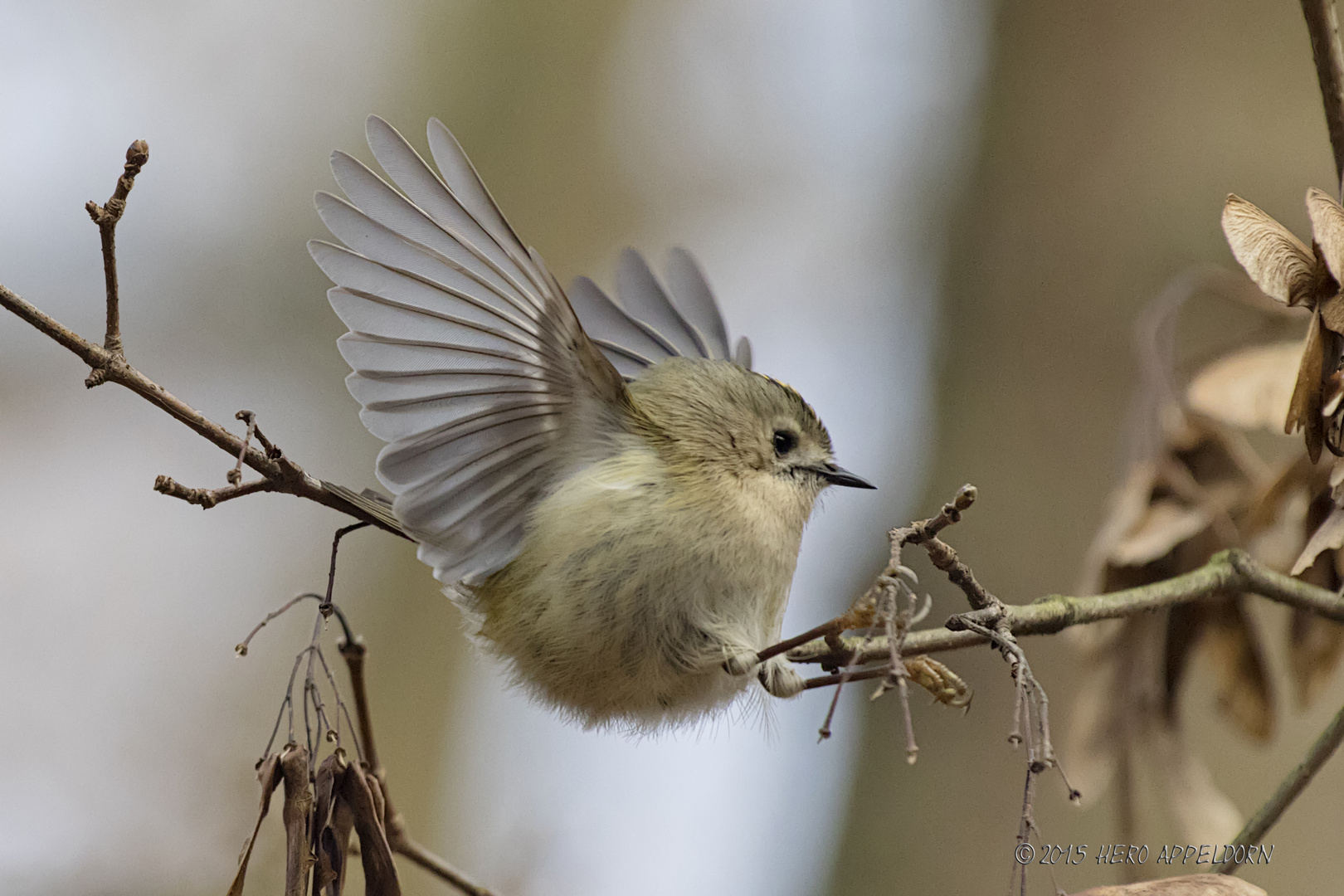 Wintergoldhähnchen II . . .