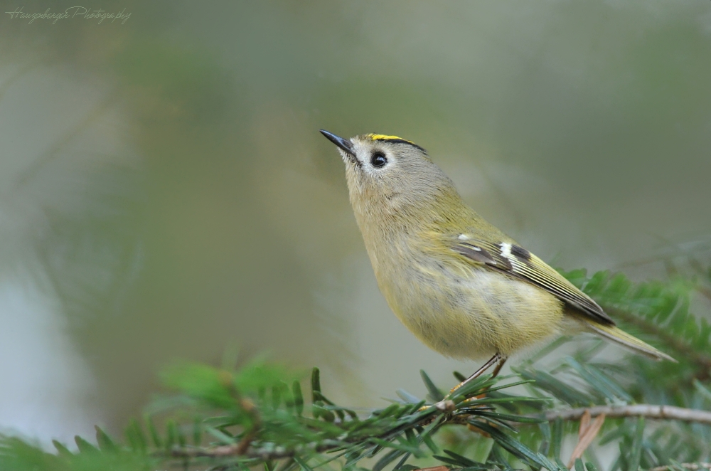 Wintergoldhähnchen II