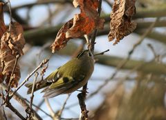 Wintergoldhähnchen II