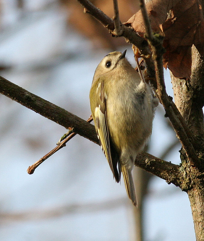 Wintergoldhähnchen III