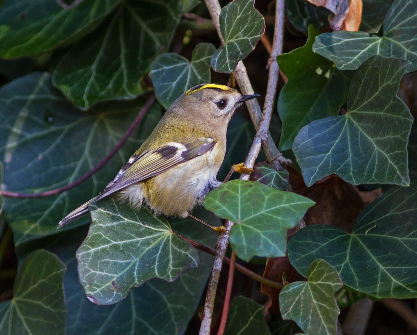 Wintergoldhähnchen im Efeu