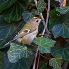 Wintergoldhähnchen im Efeu