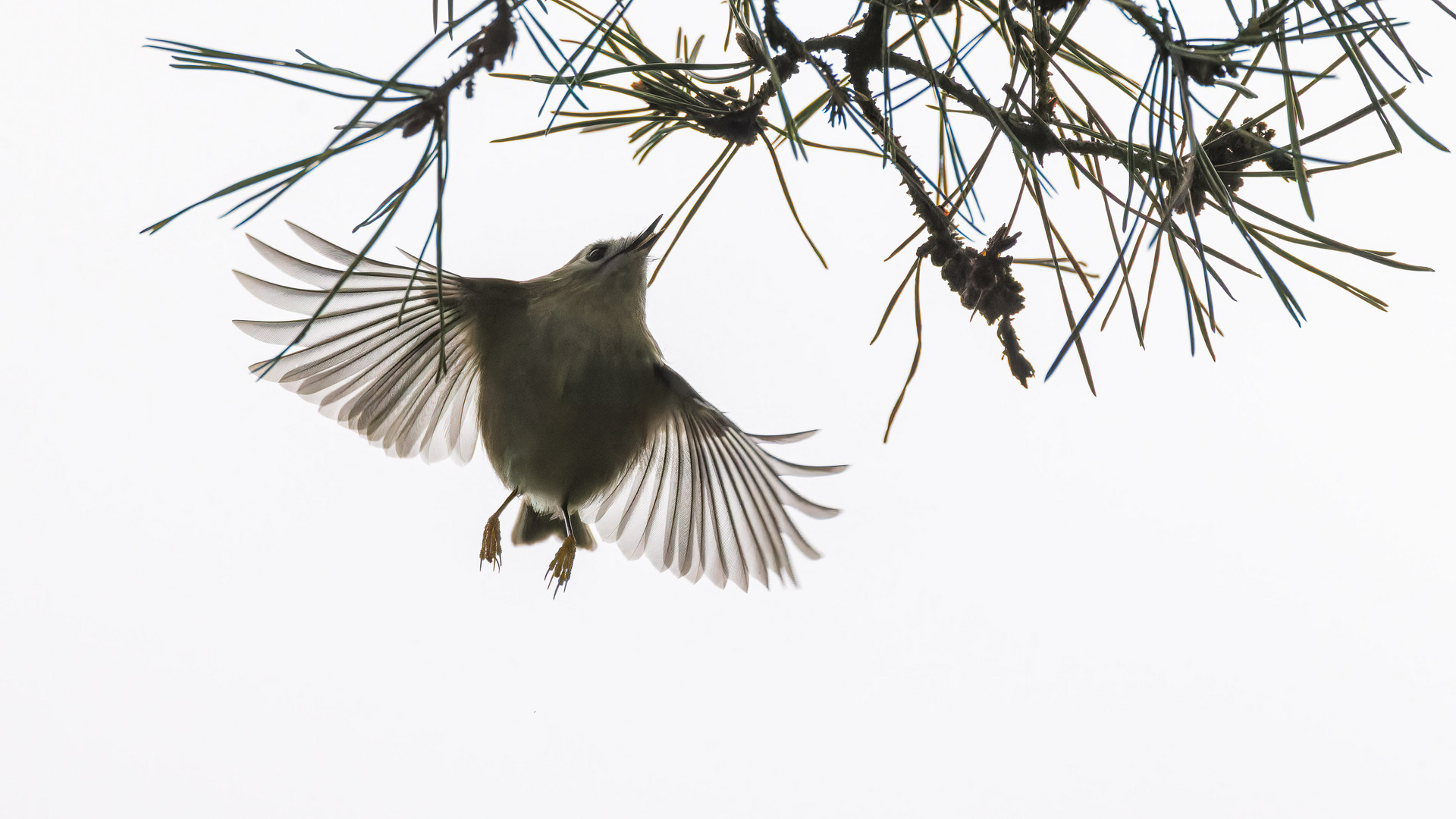 Wintergoldhähnchen im Flug 1