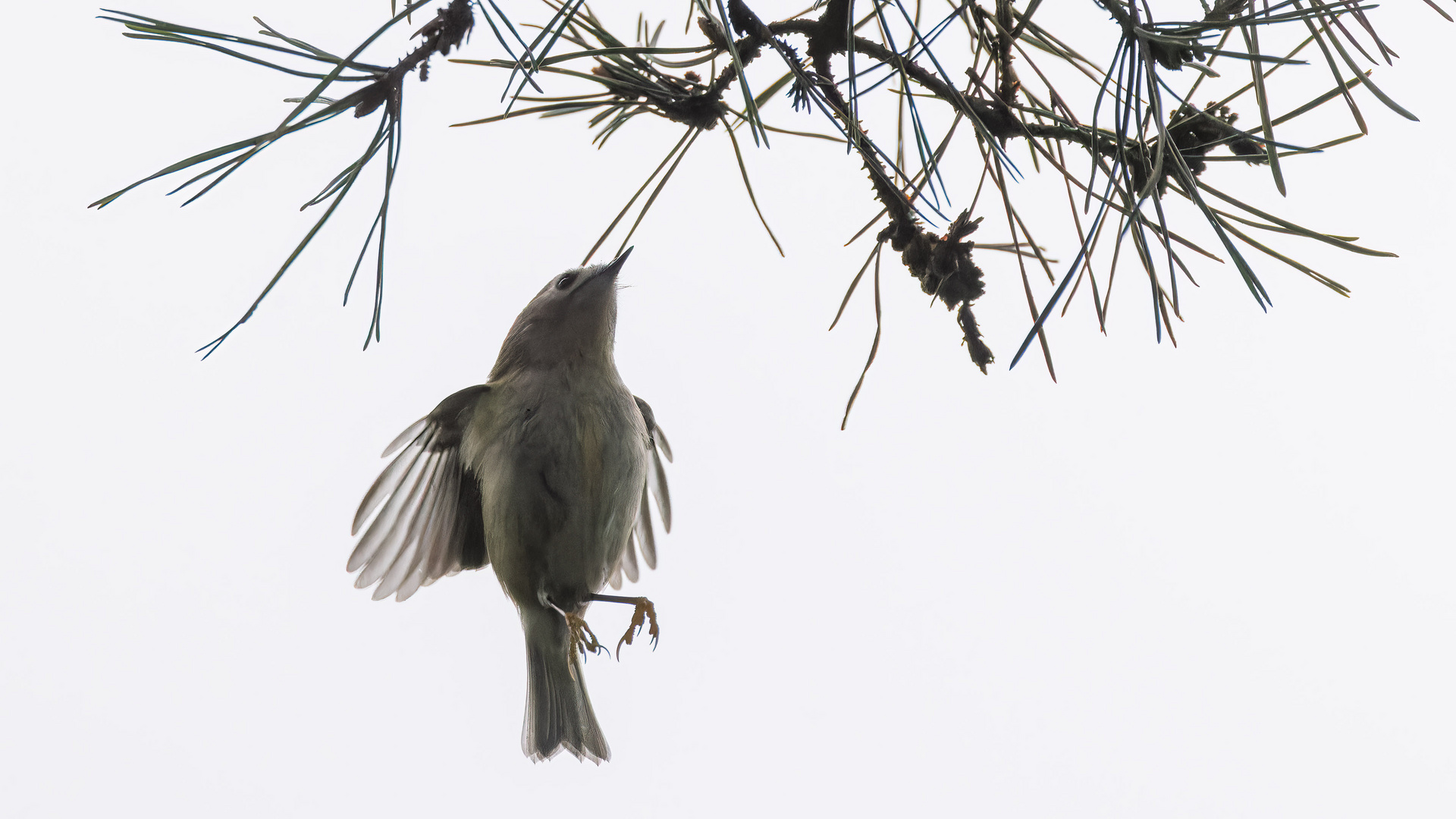 Wintergoldhähnchen im Flug 2