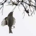 Wintergoldhähnchen im Flug 2