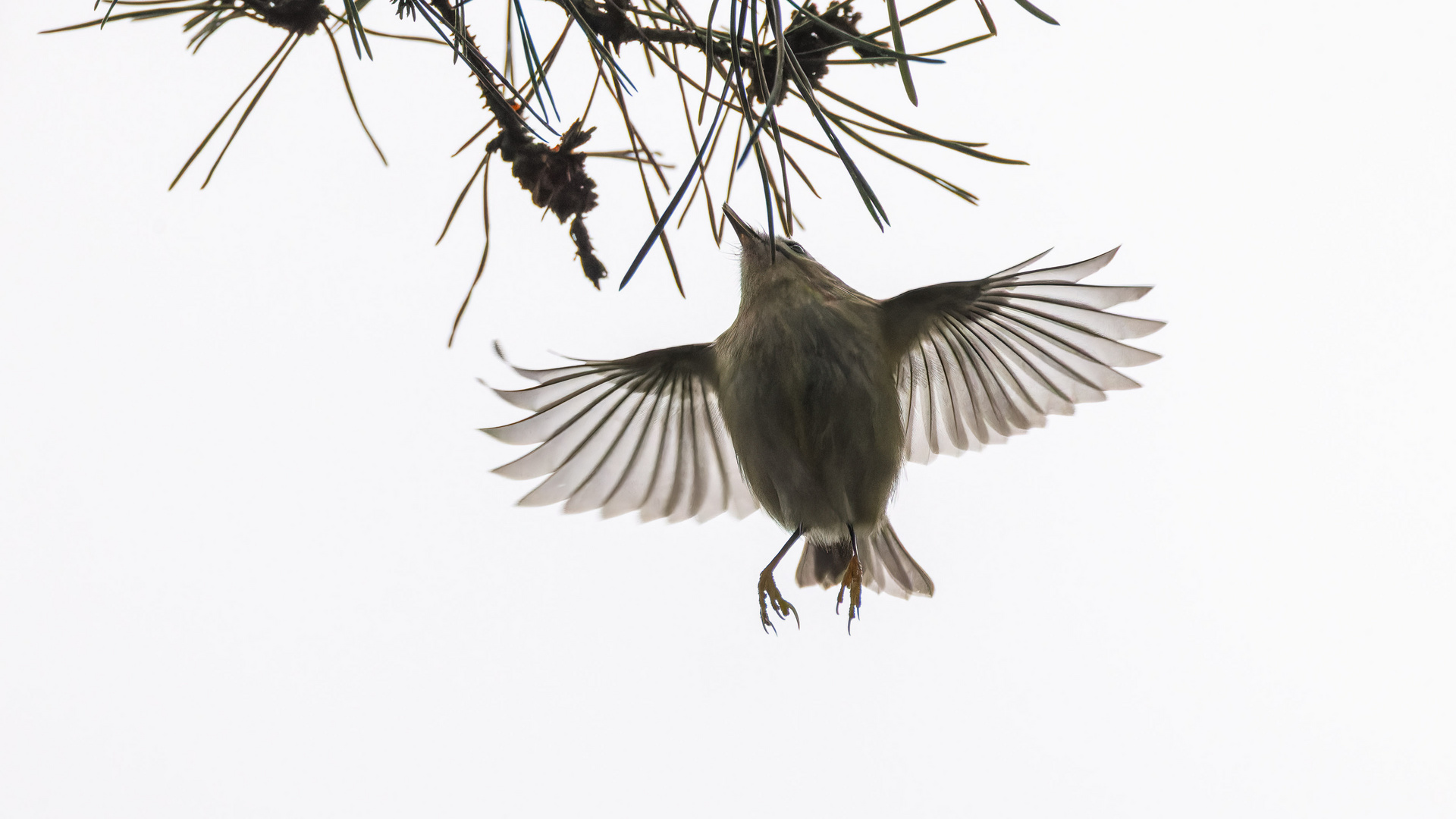 Wintergoldhähnchen im Flug 4