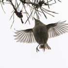 Wintergoldhähnchen im Flug 4