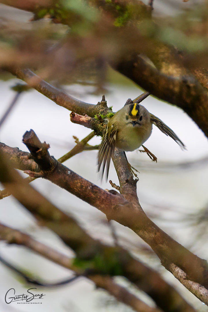 Wintergoldhähnchen im Flug erwischen