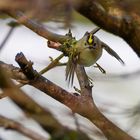 Wintergoldhähnchen im Flug erwischen