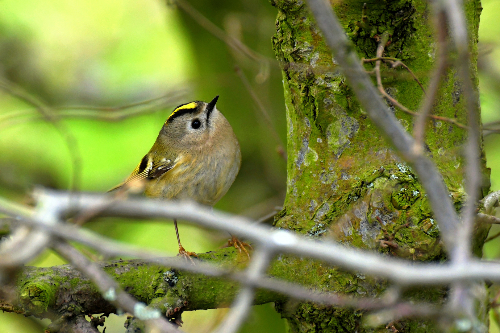 Wintergoldhähnchen im Gebüsch