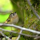 Wintergoldhähnchen im Gebüsch